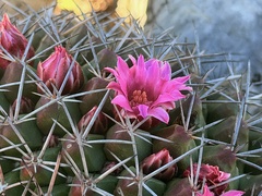 Mammillaria melanocentra