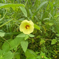 Abelmoschus esculentus