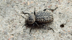 Scotobius pilularius