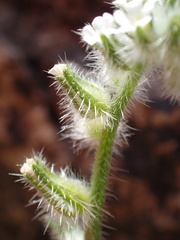 Cryptantha barbigera