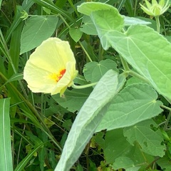 Abelmoschus esculentus