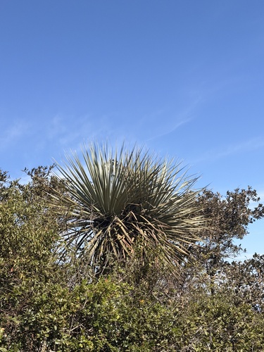 Nolina nelsonii