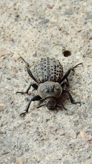 Scotobius pilularius