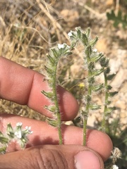 Cryptantha barbigera