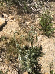 Cryptantha barbigera