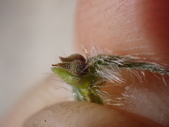 Cryptantha barbigera