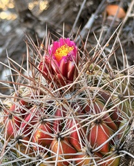 Thelocactus conothelos