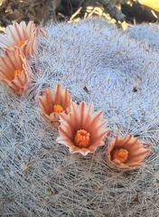 Cactus (Mammilloydia)