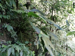 Tacca integrifolia