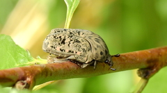 Gymnetis litigiosa