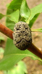 Gymnetis litigiosa