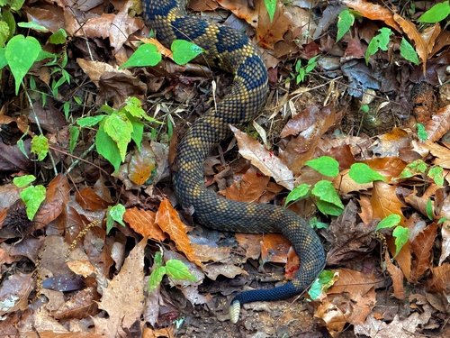 Totonacan Rattlesnake