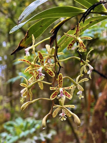 Epidendrum cristatum, photograph 1