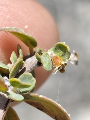 author not stated, no rights reserved Euphorbia misera, photograph author not stated, no rights reserved