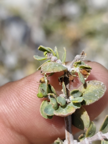 Euphorbia misera, photograph 5