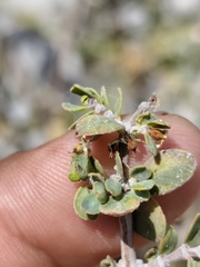 author not stated, no rights reserved Euphorbia misera, photograph author not stated, no rights reserved