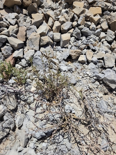 Euphorbia misera, photograph 6