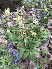 Corydalis cava marschalliana