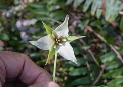 Trillium sulcatum