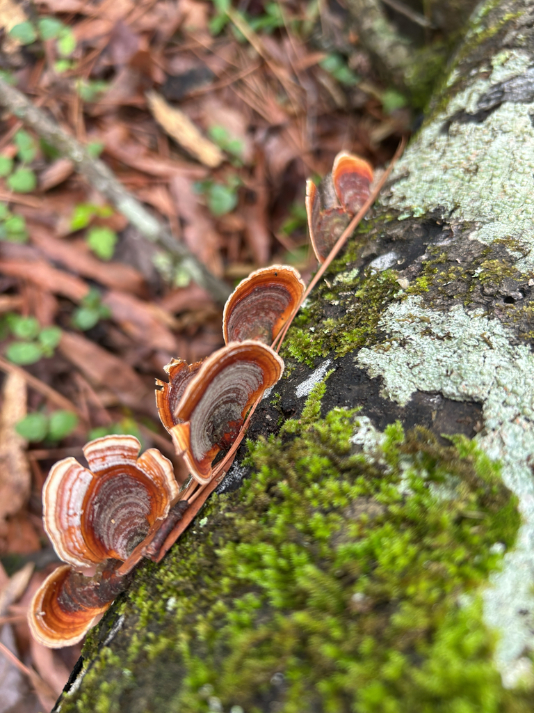 Stereum lobatum · April 2026 · photo: © a_hippe (iNaturalist, cc0)