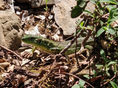 Balkan Green Lizard