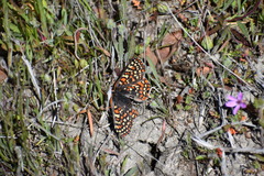 Euphydryas editha luestherae