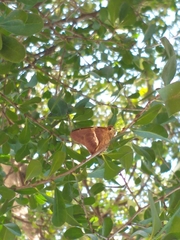 Aguna asander asander