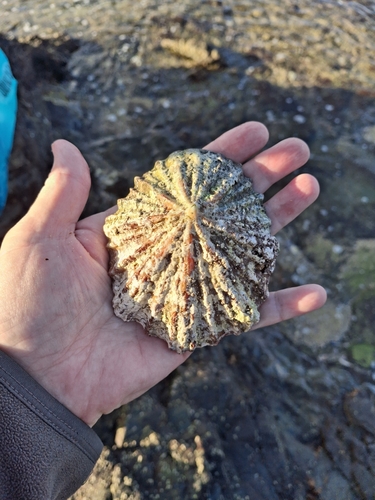 Patella tabularis, 2026-04-26