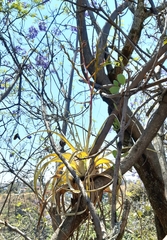 Tillandsia makoyana