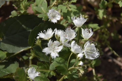Phacelia fimbriata, photograph 2
