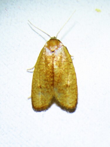 Sparganothis demissana photo 3