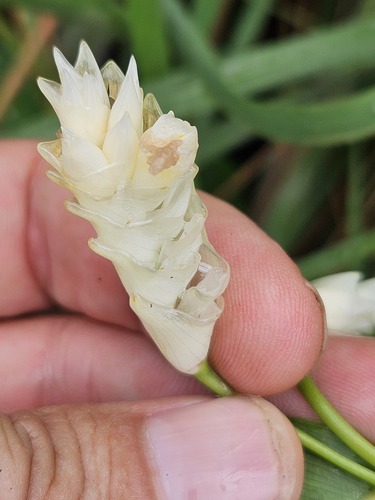 Myrosma