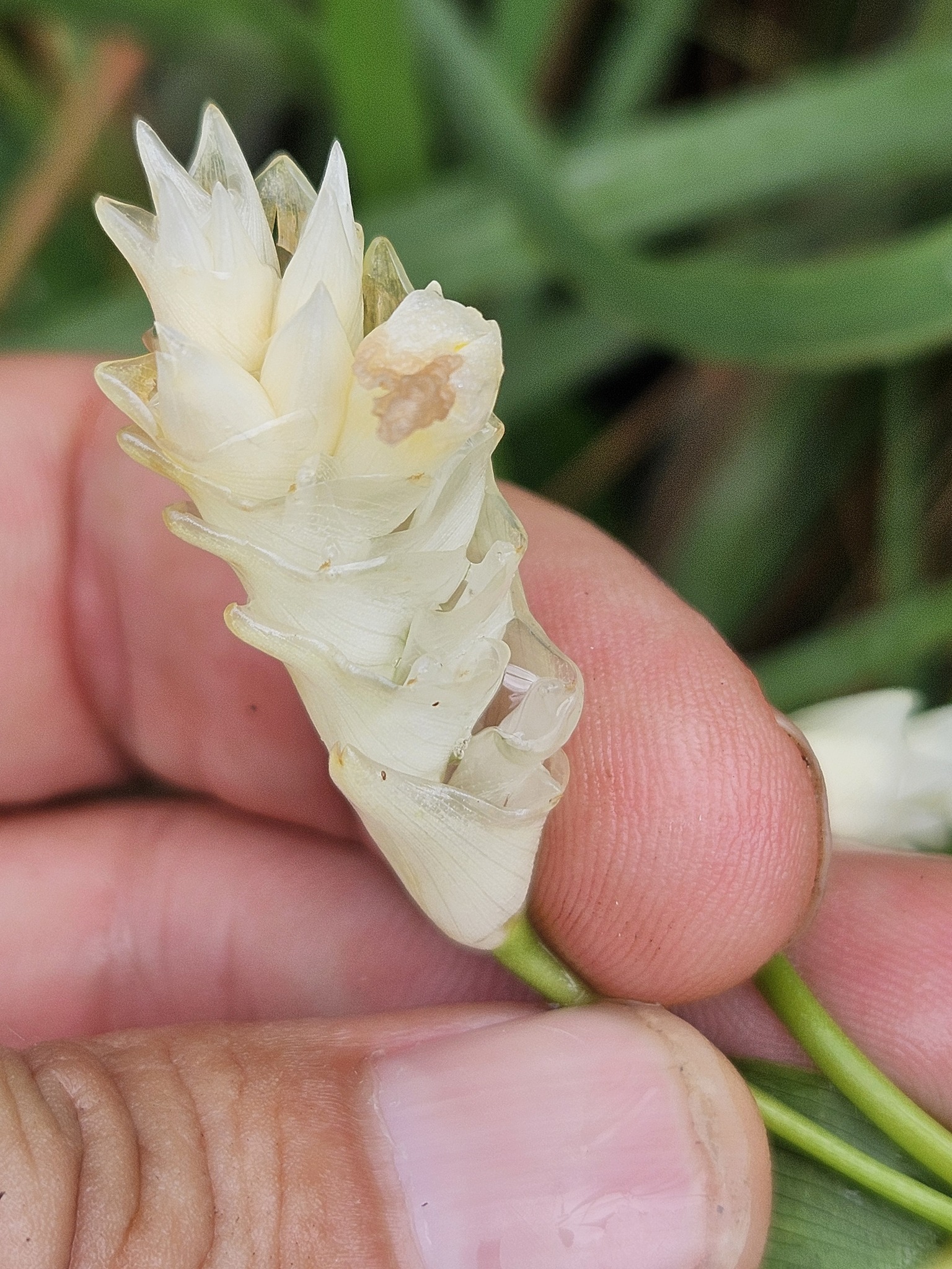 Myrosma