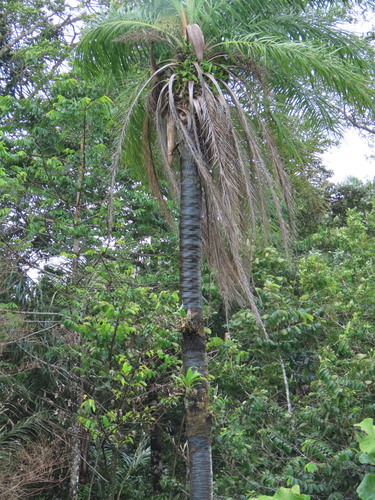 Foto de catasetum