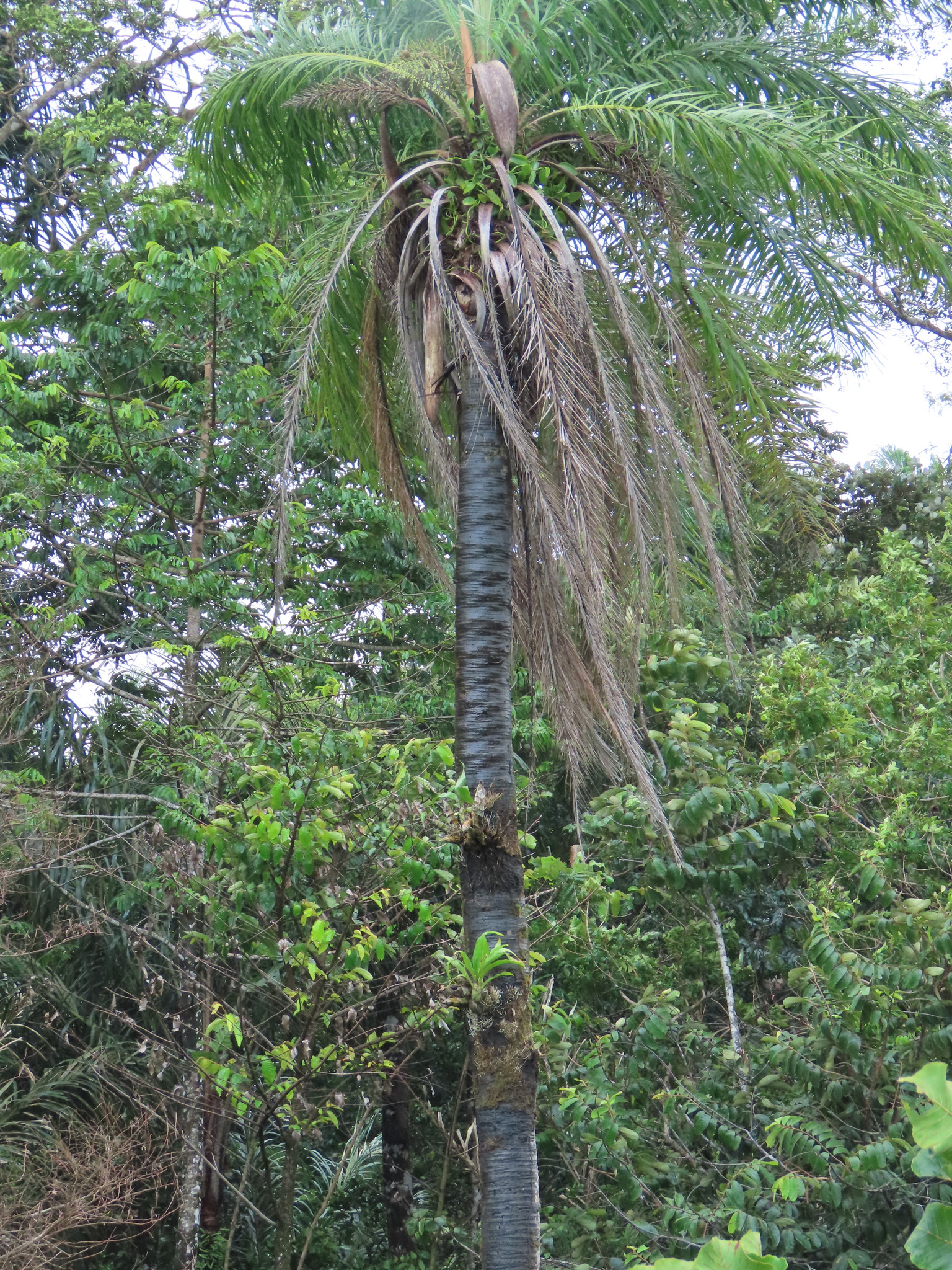 Imagem de catasetum