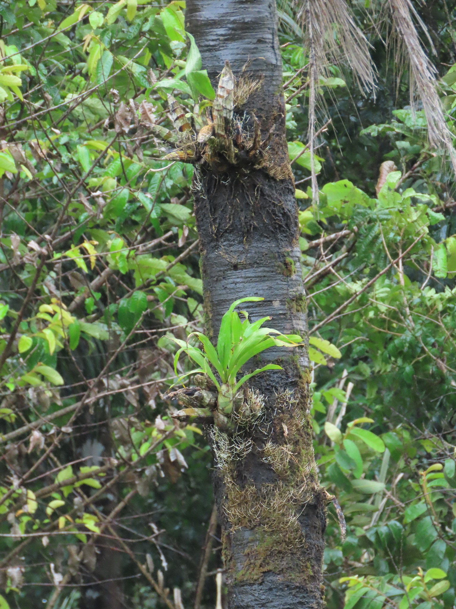 Imagem de catasetum