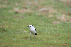Fluvicola pica