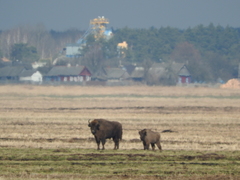 Bison bonasus