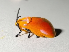 Endobrachys pulchella