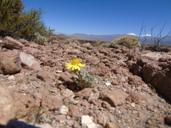 Trichocline caulescens