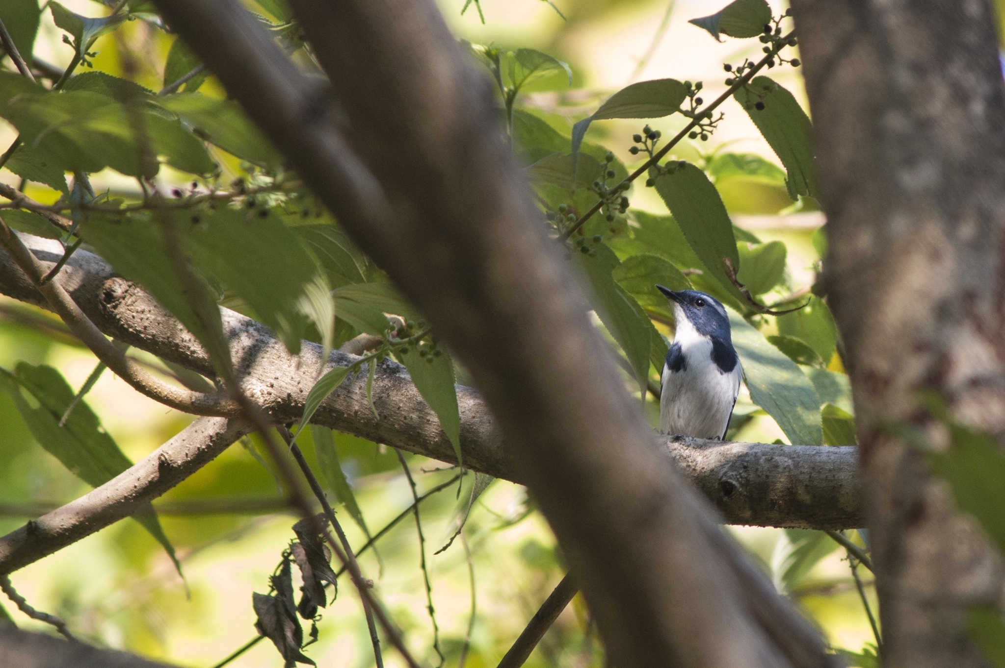 Ultramarine Flycatcher