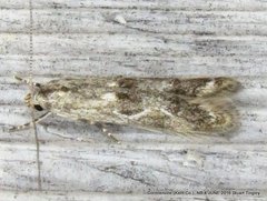 Blastodacna bicristatella