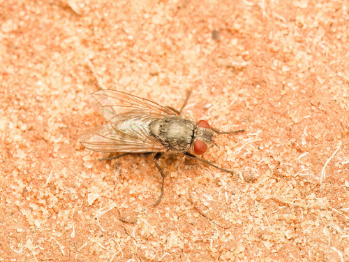 Pollenia rudis observed 2026-04-29