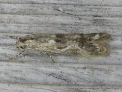 Blastodacna bicristatella