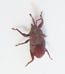 Sitophilus rugicollis