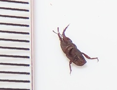 Sitophilus rugicollis