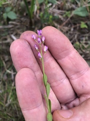 Polygala crenata