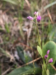 Polygala crenata