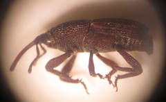 Sitophilus rugicollis