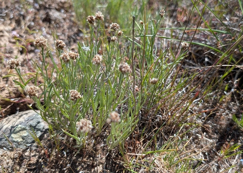 Antennaria stenophylla observed 2026-04-29